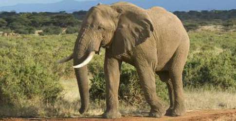 letajici-sloni-jako-ochtrana-slonu-v-africe.jpg