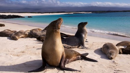 galapagy-a-zoo-umisteni.jpeg