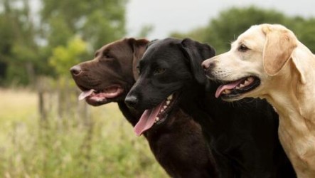 labrador-afrika.jpg