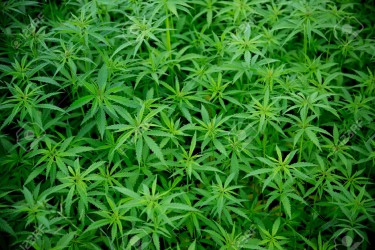 29938508-young-cannabis-plants-marijuana-close-up-stock-photo.jpg