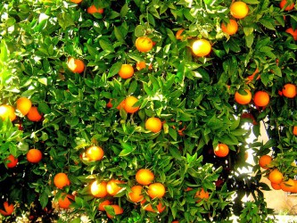 oranges-232646_640.jpg